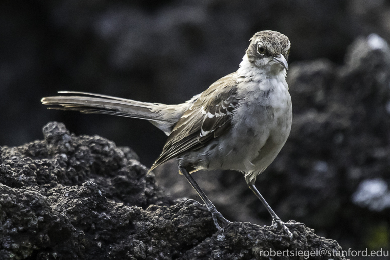 galapagos